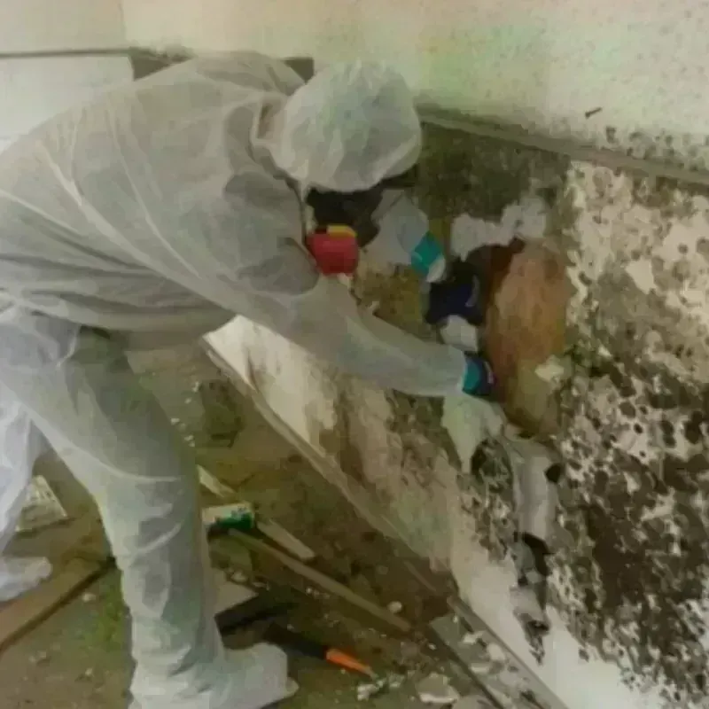 Mold Remediation and Removal in Rome City, IN